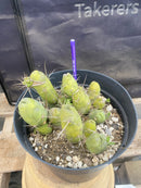 #EC184 EXACT Trichocereus Bridgesii Monstrose TBM Penis Ornamental Cactus