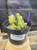 #EC184 EXACT Trichocereus Bridgesii Monstrose TBM Penis Ornamental Cactus