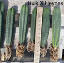 #EC185 Trichocereus Hybrid BARGAIN SPECIAL (1 unit) Cactus Bare Root Specimens
