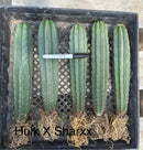 #EC185 Trichocereus Hybrid BARGAIN SPECIAL (1 unit) Cactus Bare Root Specimens