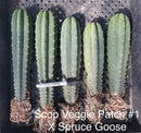 #EC185 Trichocereus Hybrid BARGAIN SPECIAL (1 unit) Cactus Bare Root Specimens