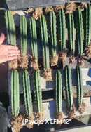 #EC185 Trichocereus Hybrid BARGAIN SPECIAL (1 unit) Cactus Bare Root Specimens