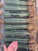 #EC185 Trichocereus Hybrid BARGAIN SPECIAL (1 unit) Cactus Bare Root Specimens