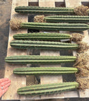 #EC185 Trichocereus Hybrid BARGAIN SPECIAL (1 unit) Cactus Bare Root Specimens