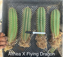 #EC185 Trichocereus Hybrid BARGAIN SPECIAL (1 unit) Cactus Bare Root Specimens