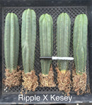 #EC185 Trichocereus Hybrid BARGAIN SPECIAL (1 unit) Cactus Bare Root Specimens