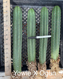#EC185 Trichocereus Hybrid BARGAIN SPECIAL (1 unit) Cactus Bare Root Specimens