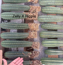 #EC185 Trichocereus Hybrid BARGAIN SPECIAL (1 unit) Cactus Bare Root Specimens