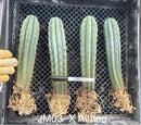 #EC185 Trichocereus Hybrid BARGAIN SPECIAL (1 unit) Cactus Bare Root Specimens