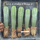 #EC185 Trichocereus Hybrid BARGAIN SPECIAL (1 unit) Cactus Bare Root Specimens