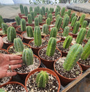 #EC185 Trichocereus Hybrid BARGAIN SPECIAL (1 unit) Cactus Bare Root Specimens