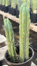 #EC186 EXACT Trichocereus Jiimz Bridgesii Cactus 13” & 11”