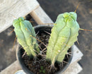 #EC186 EXACT Trichocereus Jiimz Bridgesii Cactus 13” & 11”