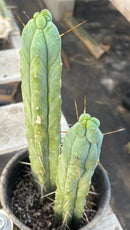 #EC186 EXACT Trichocereus Jiimz Bridgesii Cactus 13” & 11”