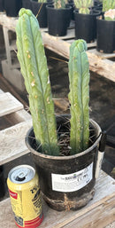 #EC186 EXACT Trichocereus Jiimz Bridgesii Cactus 13” & 11”