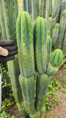 #EC187 EXACT Trichocereus Pachanoi Wainui NZ Cactus Cutting 6"