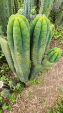 #EC187 EXACT Trichocereus Pachanoi Wainui NZ Cactus Cutting 6"