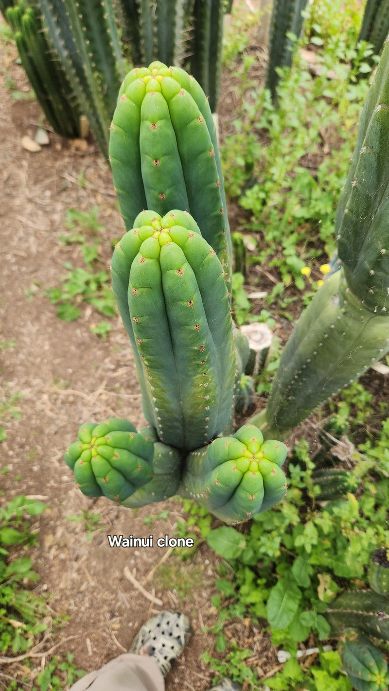EC187 EXACT Trichocereus Pachanoi Wainui NZ Cactus Cutting 6