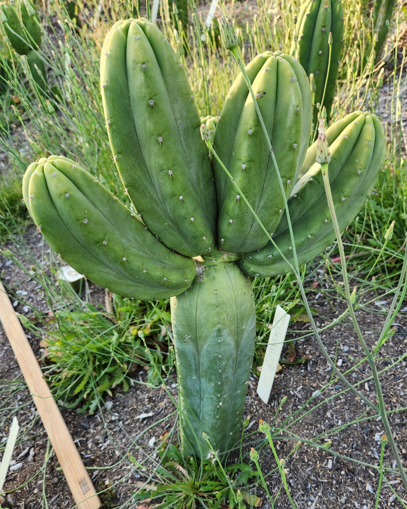 #EC187 EXACT Trichocereus Pachanoi Wainui NZ Cactus Cutting 6