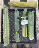 #EC188 EXACT Trichocereus TLC Bargain MIXED Cactus Cutting Lot
