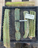 #EC188 EXACT Trichocereus TLC Bargain MIXED Cactus Cutting Lot