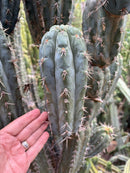 #EC189 EXACT Trichocereus "Mutt" Mid  cutting 10-12”