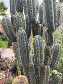 #EC189 EXACT Trichocereus "Mutt" Mid  cutting 10-12”