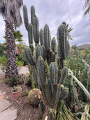 #EC189 EXACT Trichocereus "Mutt" Mid  cutting 10-12”