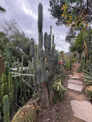 #EC189 EXACT Trichocereus "Mutt" Mid  cutting 10-12”