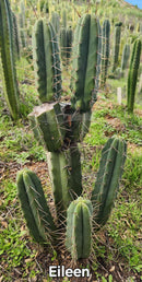 #EC19 Trichocereus Bridgesii "Eileen" Cactus Cutting 8-10” approx