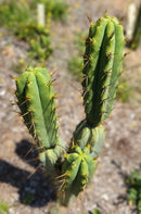 #EC19 Trichocereus Bridgesii "Eileen" Cactus Cutting 8-10” approx