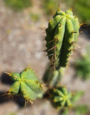 #EC19 Trichocereus Bridgesii "Eileen" Cactus Cutting 8-10” approx