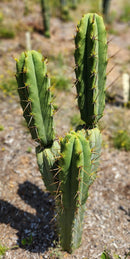 #EC19 Trichocereus Bridgesii "Eileen" Cactus Cutting 8-10” approx