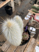 #EC191 EXACT Espostoa Ornamental Cactus 11.5" 10”