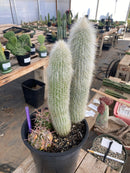 #EC191 EXACT Espostoa Ornamental Cactus 11.5" 10”
