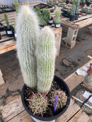 #EC191 EXACT Espostoa Ornamental Cactus 11.5" 10”