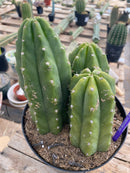 #EC192 EXACT Trichocereus Pachanoi "PC" Ornamental Cactus. 7.5,5"