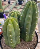 #EC192 EXACT Trichocereus Pachanoi "PC" Ornamental Cactus. 7.5,5"