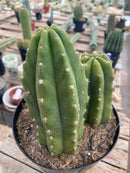 #EC192 EXACT Trichocereus Pachanoi "PC" Ornamental Cactus. 7.5,5"