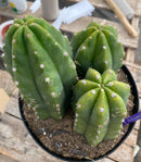 #EC192 EXACT Trichocereus Pachanoi "PC" Ornamental Cactus. 7.5,5"