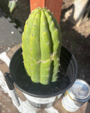 #EC193 EXACT Trichocereus Pachanoi Cactus 9”
