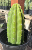 #EC193 EXACT Trichocereus Pachanoi Cactus 9”