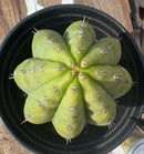 #EC193 EXACT Trichocereus Pachanoi Cactus 9”