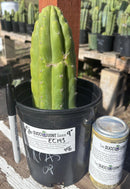 #EC193 EXACT Trichocereus Pachanoi Cactus 9”
