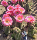 #EC194 Trichocereus Grandiflorus "Flying Saucer" Cactus Cuttings & Potted 5-8”