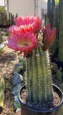 #EC194 Trichocereus Grandiflorus "Flying Saucer" Cactus Cuttings & Potted 5-8”