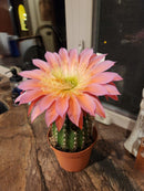 #EC194 Trichocereus Grandiflorus "Flying Saucer" Cactus Cuttings & Potted 5-8”
