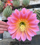 #EC194 Trichocereus Grandiflorus "Flying Saucer" Cactus Cuttings & Potted 5-8”