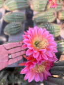 #EC194 Trichocereus Grandiflorus "Flying Saucer" Cactus Cuttings & Potted 5-8”