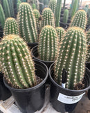 #EC194 Trichocereus Grandiflorus "Flying Saucer" Cactus Cuttings & Potted 5-8”